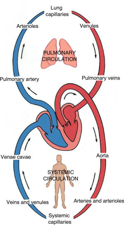 <p>An arterial blood supply, a capillary network, and a venous drainage.</p>