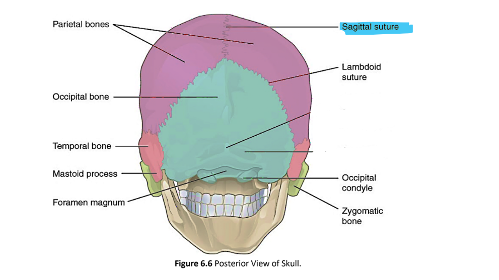<p>sagittal suture</p>