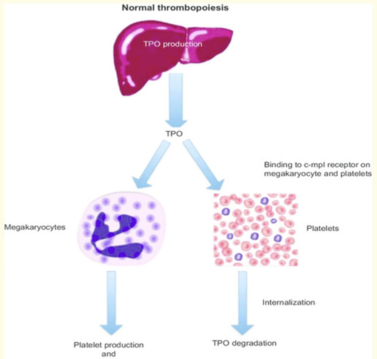 <p>TPO acts in the bone marrow to stimulate megakaryocytes to increase in size = by undergoing DNA replication without dividing</p><p>- Platelets 'bud off' or ligate from enlarged cells</p><p>- TPO can bind to platelets, where it is destroyed = this reduces the bioavailability of the hormone as the platelet numbers rise.</p>