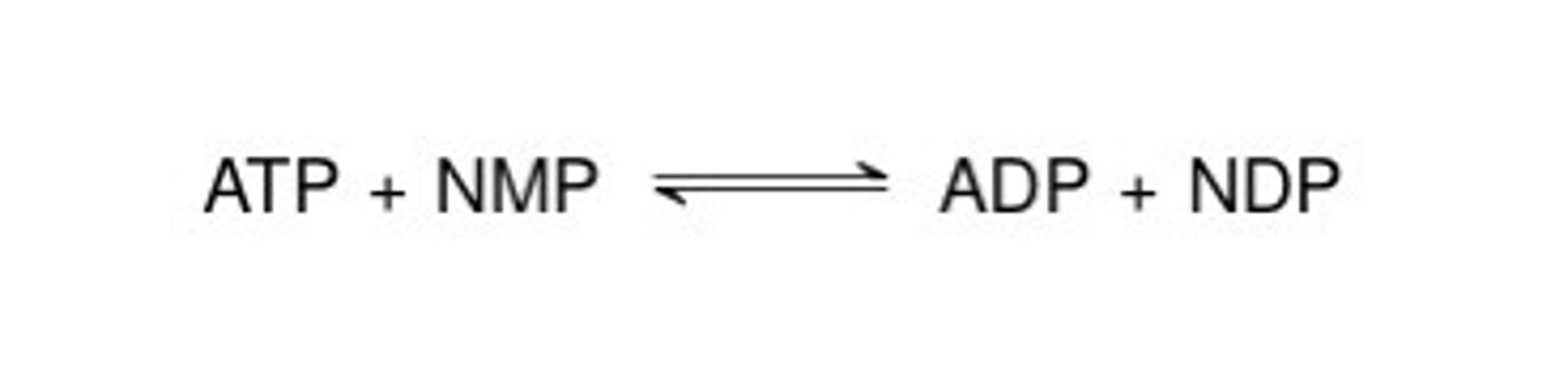 <p>Catalyzes this:</p><p>UMP + ATP --&gt; ADP + UDP</p>