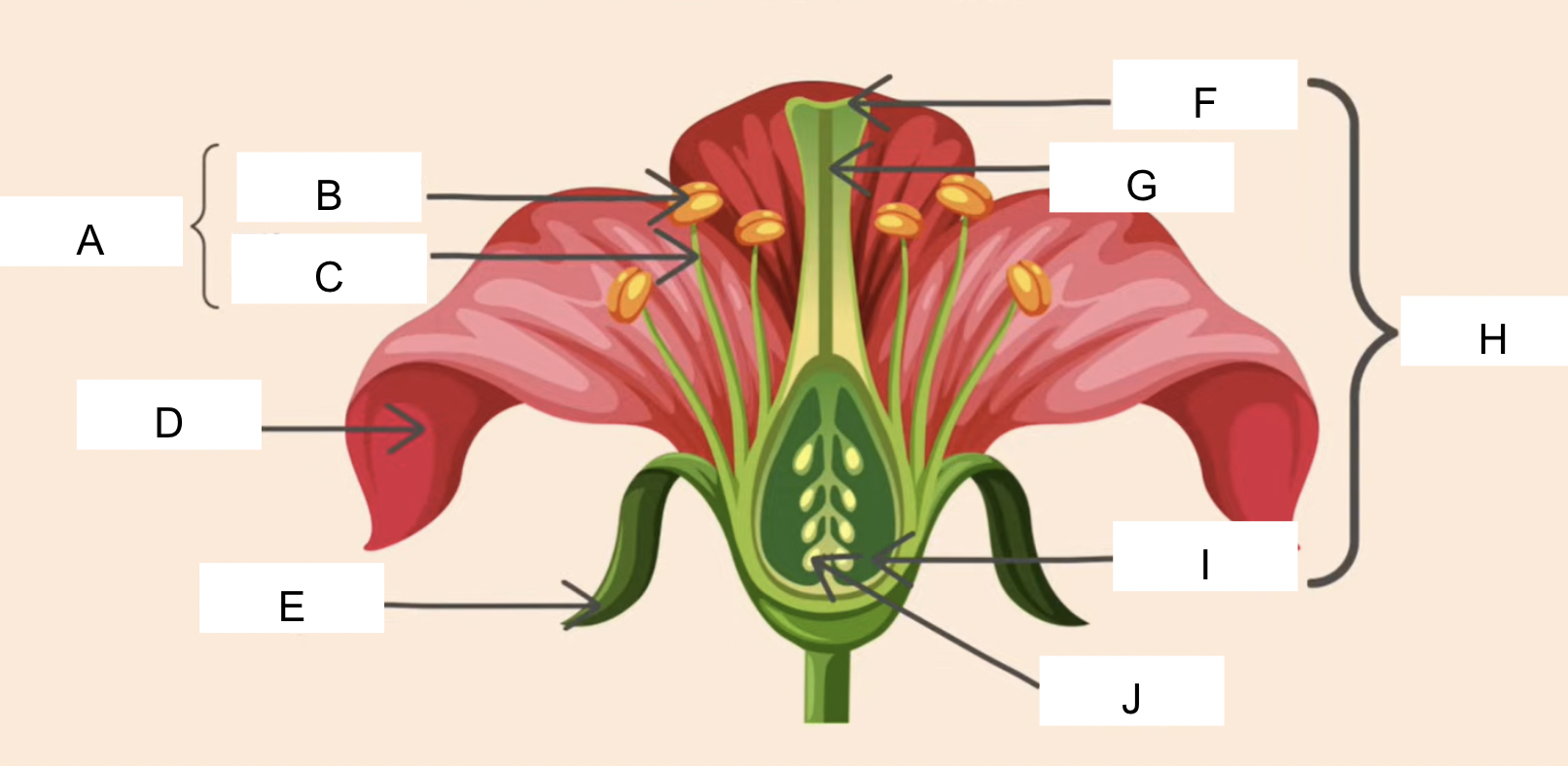 <p>label</p>