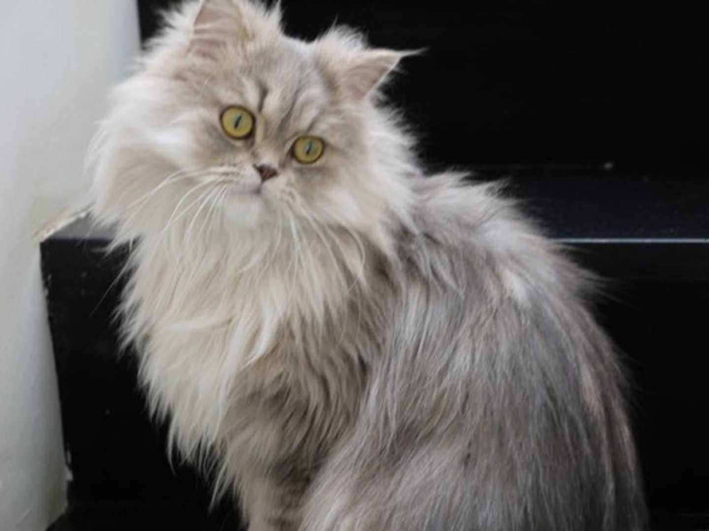 <p>mèo ba tư</p>