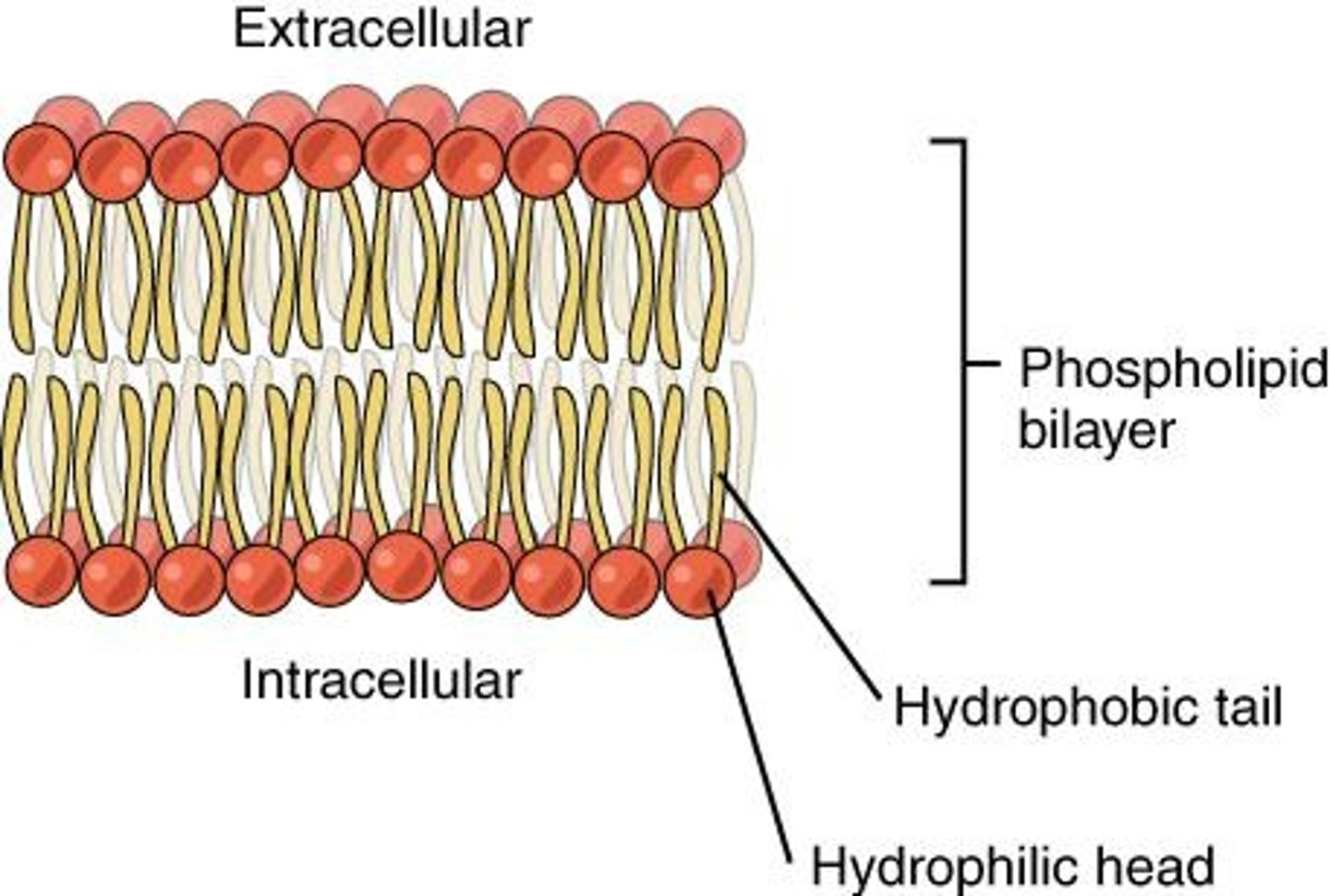 <p>Two sheets of phospholipids forming membranes.</p>