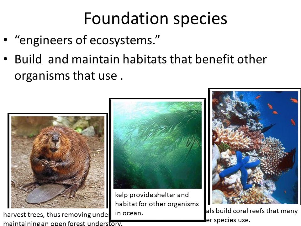 <p><span>A species that changes the environment so it can support other organisms in the community</span></p>