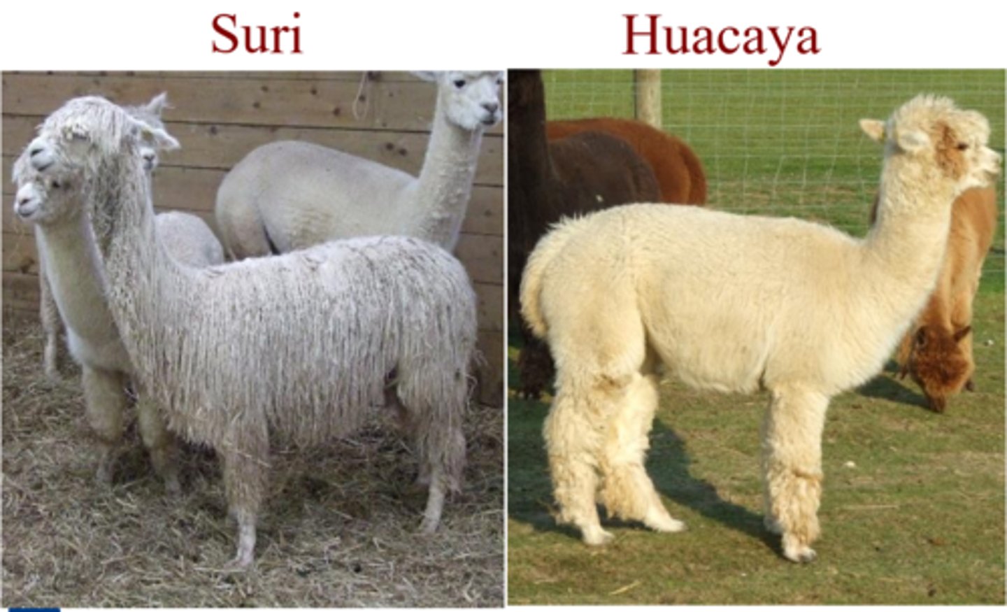 <p>-Suri (better quality, harder to process, coarser)</p><p>-Huacaya (easier to process but not as high quality, softer)</p>