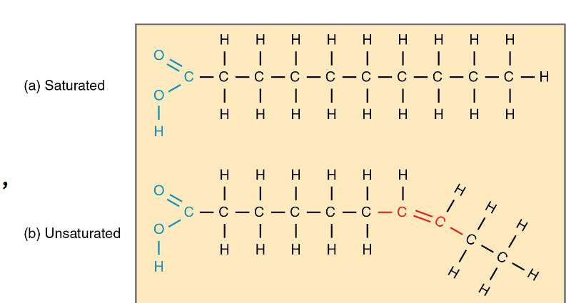 <p>Saturated: no double bonds maximum number of hydrogen atoms ( pack together tightly)</p><p>Unsaturated: one double bond , forms a kink (cannot pack together tightly)</p>