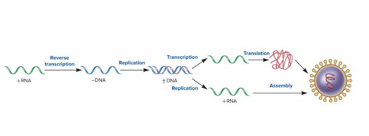 <p>+ssRNA is reverse transcribed into -DNA; reberse transcriptase converts ssDNA into dsDNA</p>
