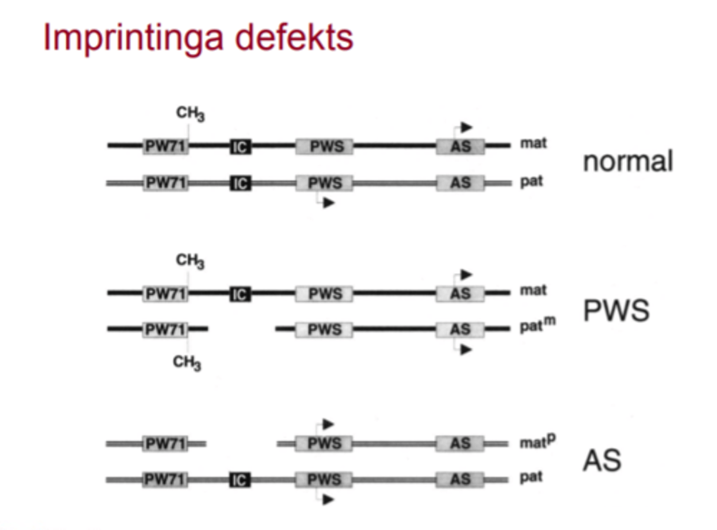 <p>» 5 - 7 Mb delēcija maternāli pārmantotā hromosomā 15q11.2 -q13 rajonā</p><p>»paternālā uniparentāla disomija 15</p><p>»imprintinga defekts paternāli pārmantotā 15q11.2 - q13 rajonā</p><p>»UBE3A gēna patogēnais variants (ja no mātes pārmantots)</p>