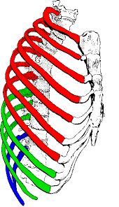 <p>contains false attached rib, false floating rib</p><p>green and blue</p>