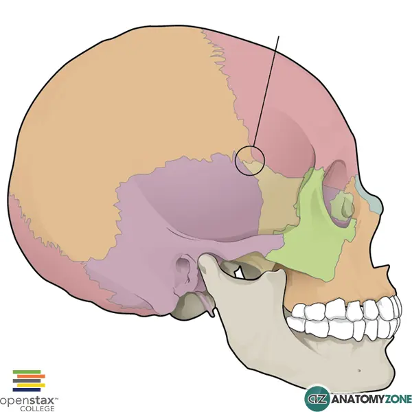 <p>What suture is this?</p>