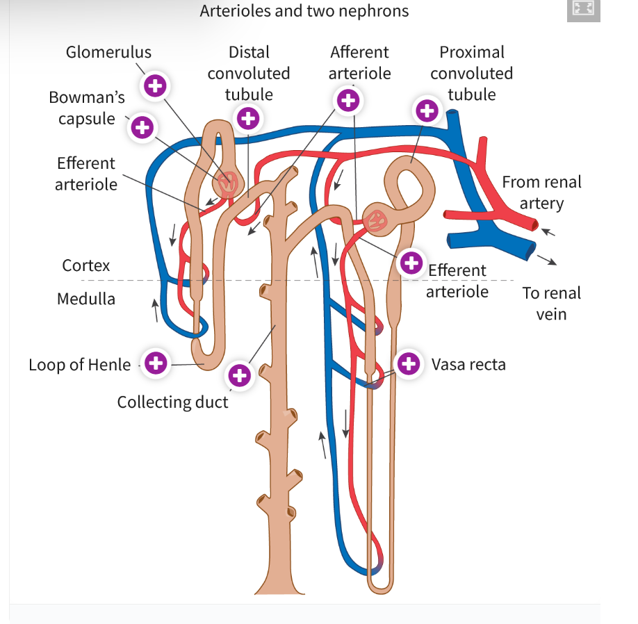 <ul><li><p><strong>Bowman's Capsule:</strong> The initial structure where blood filtration begins.</p></li><li><p><strong>Glomerulus:</strong> A network of capillaries inside the Bowman's capsule where ultrafiltration takes place.</p></li><li><p><strong>Proximal Convoluted Tubule (PCT):</strong> A twisted tube where most reabsorption of nutrients like glucose and amino acids occurs.</p></li><li><p><strong>Loop of Henle:</strong> Involved in concentrating urine by reabsorbing water and salts.</p></li><li><p><strong>Distal Convoluted Tubule (DCT):</strong> Further reabsorption and secretion of ions.</p></li><li><p><strong>Collecting Duct:</strong> Collects urine and plays a role in water reabsorption.</p></li></ul><p></p>