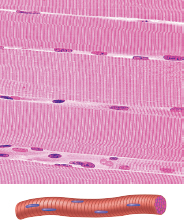 <p>Skeletal Cell Shape</p>
