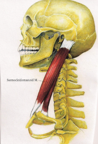 mastoid process of temporal bone & superior nuchal line of occipital bone