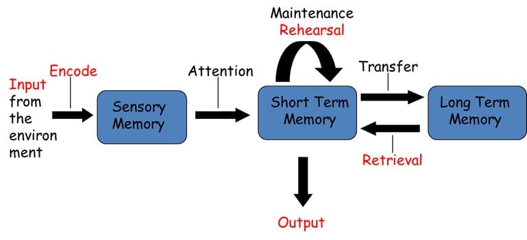 <p><span style="font-family: &quot;Comic Sans MS&quot;"><strong>Atkinson and Shiffrin (1968) proposed that memory has more than one store. This is called the <u>multi-store model:</u></strong></span></p><p>•<span style="font-family: &quot;Comic Sans MS&quot;">Memory is made of 3 stores: <strong><u>sensory</u></strong>, <strong><u>STM</u></strong> and <strong><u>LTM.</u></strong></span></p><p>•<span style="font-family: &quot;Comic Sans MS&quot;">For information to get to the stores it must be <strong><u>encoded.</u></strong></span></p><p>•<span style="font-family: &quot;Comic Sans MS&quot;">Each memory store has its own <strong><u>capacity</u></strong> – some stores are bigger than others.</span></p><p>•<span style="font-family: &quot;Comic Sans MS&quot;">Each memory store has its own <strong><u>duration</u></strong> – some stores hold information for longer than others</span></p><p><span style="font-family: &quot;Comic Sans MS&quot;">//</span></p><p>•This model attempts to show how information flows from one storage system to another <span style="font-family: &quot;Comic Sans MS&quot;"><em>in a linear fashion</em></span> <span style="font-family: &quot;Comic Sans MS&quot;">i.e. one-way, straight line</span></p><p>•</p><p>•The model sees sensory memory, STM and LTM as <span style="font-family: &quot;Comic Sans MS&quot;"><em>permanent structural components </em>of the memory system.</span></p><p style="text-align: left"></p><p>•Each store has <span style="font-family: &quot;Comic Sans MS&quot;"><em>different capacities, duration, encoding and forgetting</em></span></p><p>•</p><p>•<em>Rehearsal is a key control process </em><span style="font-family: &quot;Comic Sans MS&quot;">:</span></p><p>-<span style="font-family: &quot;Comic Sans MS&quot;">To transfer information from STM to LTM</span></p>