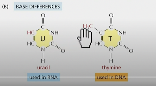 Uracil is missing a Methyl group