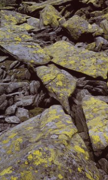 <p>What are <strong>symbioses?</strong></p><p>What is <strong>lichens?</strong></p><p>Lichens has a fungal and algae / cyanobacteria component. Name them and state what each component does.</p><p>What are lichens tolerant to? What are they colinsers on? (3)</p>