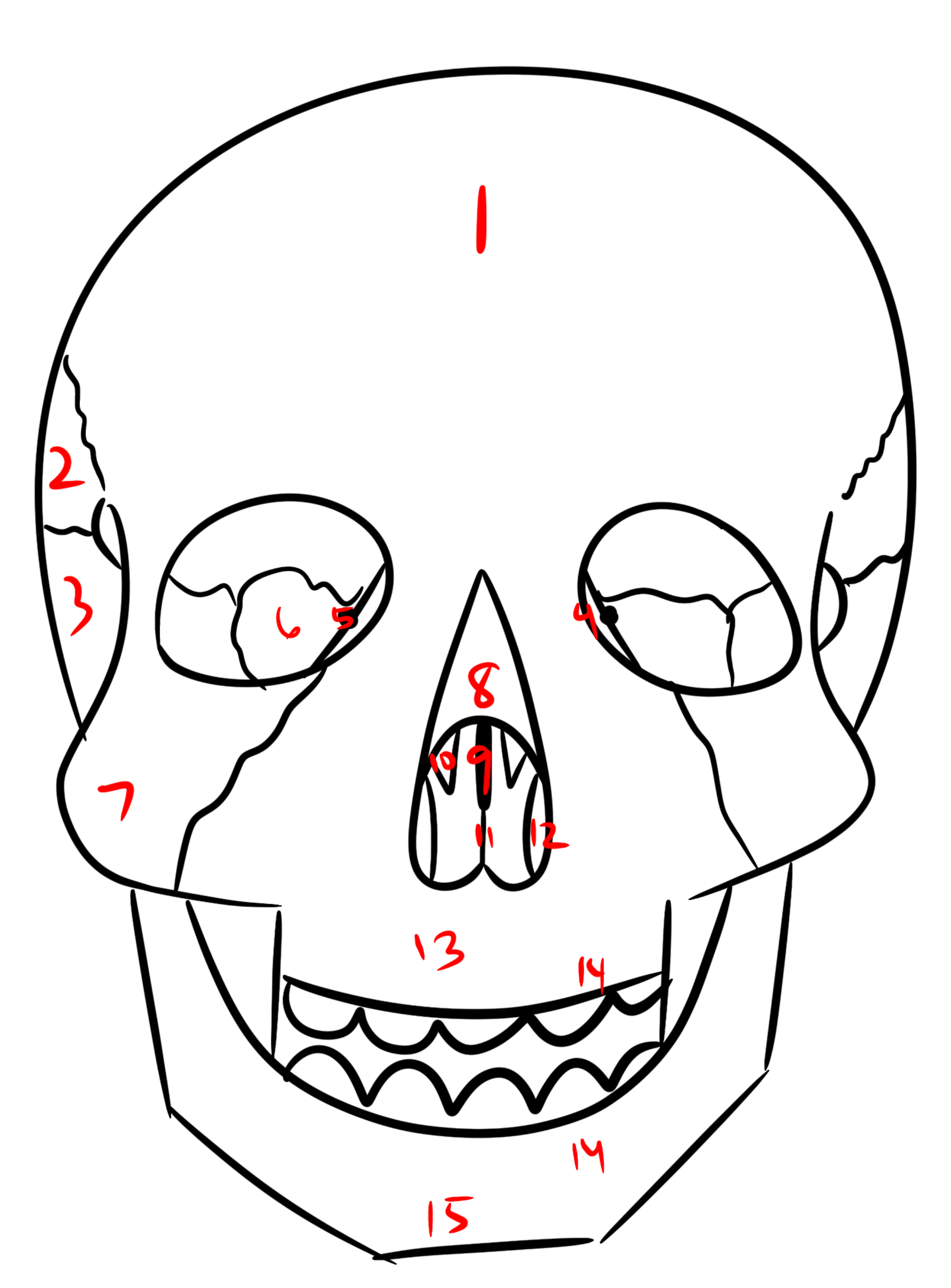 <p>Anterior 15</p>