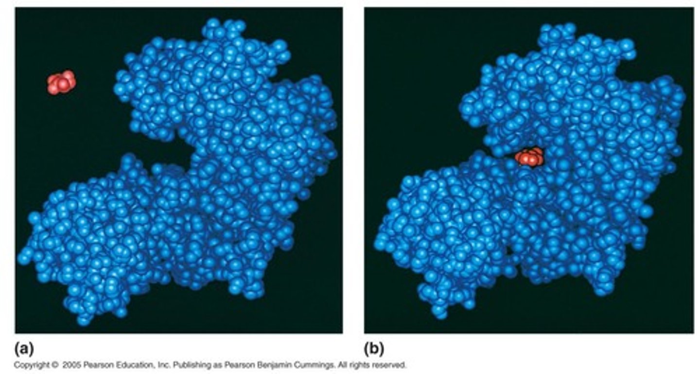 <p>Proteins that act as biological catalysts, speeding up reactions by lowering activation energy.</p>