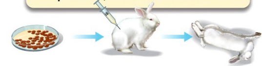 <p>Postulate 3</p>
