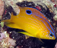 <p><span><span>juvenile or adult?</span></span></p>