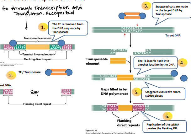 <p>Before: Goes through transcription and translation, then it is recognized</p><ol><li><p>The TE is removed from the DNA sequence by transposase</p></li><li><p>TE/Transposase</p></li><li><p>Staggered cuts are made in the target DNA by transposase, makes overhanging ends</p></li><li><p>The TE inserts itself into another location in the DNA</p></li><li><p>Staggered cuts leave short, ssDNA pieces</p></li><li><p>Replication of the ssDNA creates the flanking DR</p></li></ol><p></p>