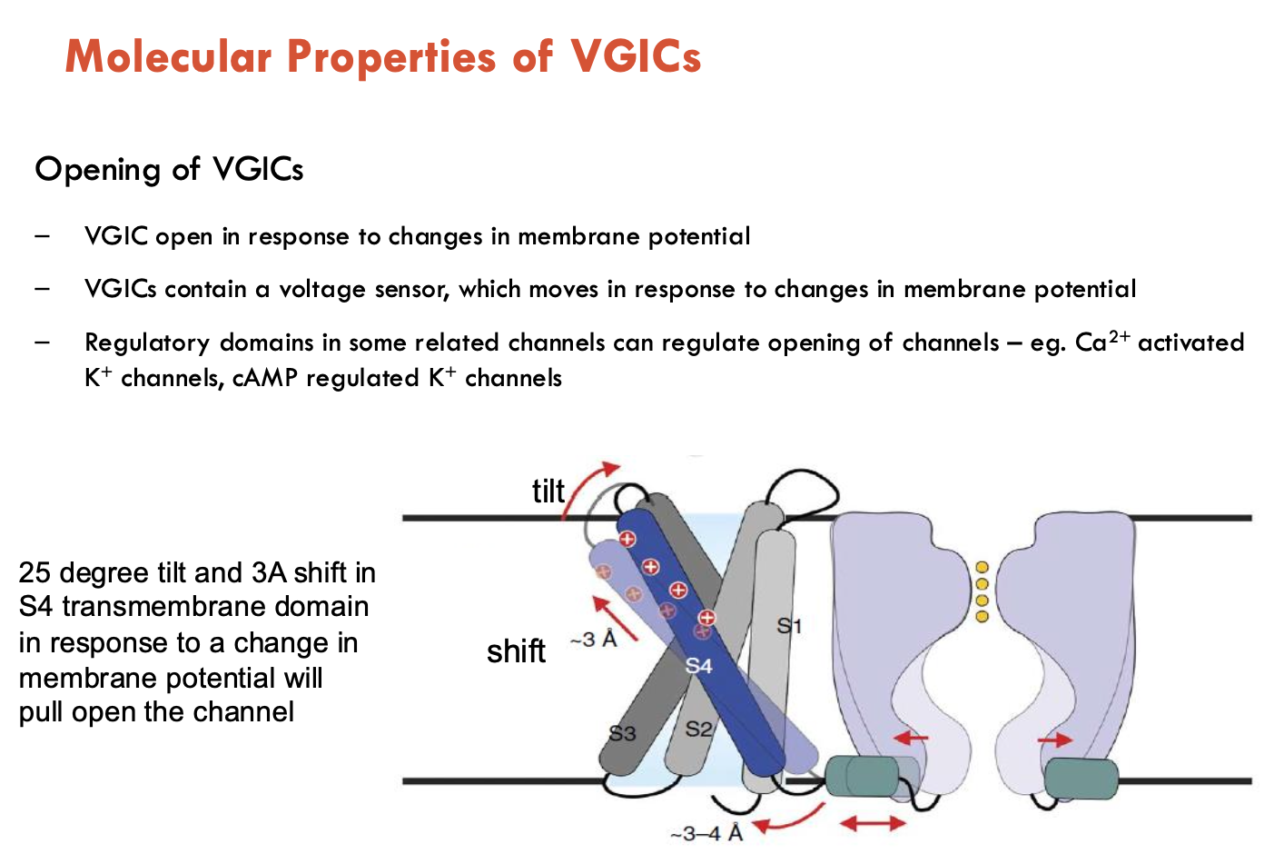 <p>VGICs open in response to changes in membrane potential</p><ul><li><p>VGICs contain a voltage sensor, which moves in response to changes in membrane potential</p></li><li><p>regulatory channels in some related channels can regulate opening of channels (e.g. Ca<sup>2+</sup> activated K<sup>+</sup> channels, cAMP regulated K<sup>+</sup> channels)</p></li></ul><p></p>