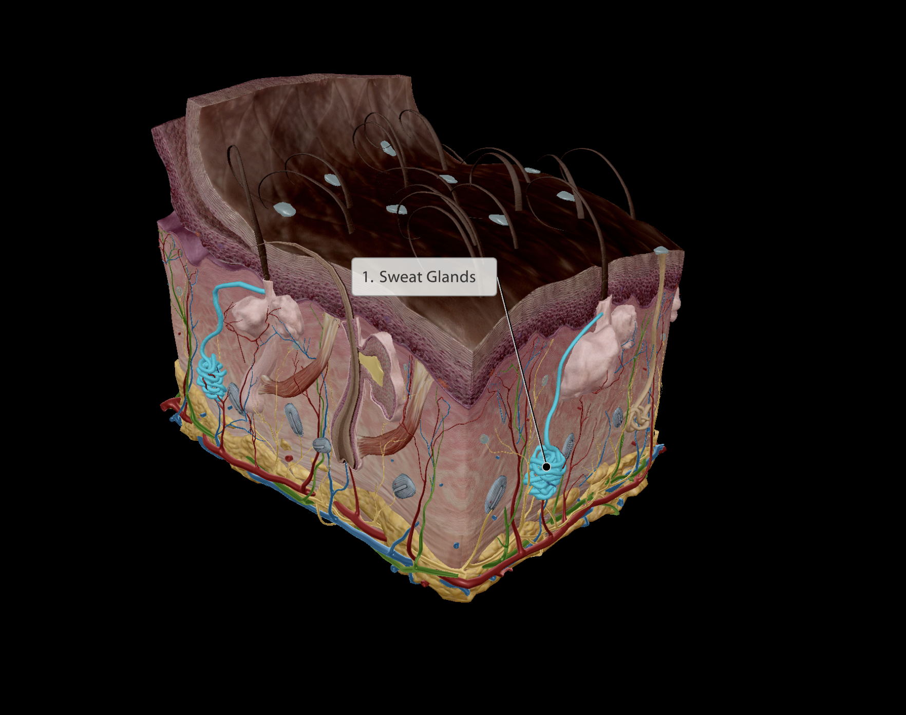 <p>Formed of <span><u>myoepithelial</u></span><u> cells</u> (Muscle epithelial cells)</p><ul><li><p>Muscular - Are able to contract to eject sweat out of glands</p><ul><li><p>Stimulated by sympathetic nervous system (fight or flight)</p></li></ul><p>Produces <strong><u>sweat</u></strong>:</p><ul><li><p><strong>Temperature</strong> regulation</p></li><li><p>Kills <strong>microbes</strong> on skin</p></li><li><p>Has <strong>low pH</strong></p></li></ul></li></ul><p></p>
