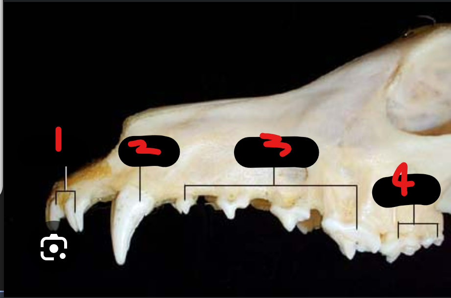 <p>label the teeth</p><p>whats the alveolus</p>