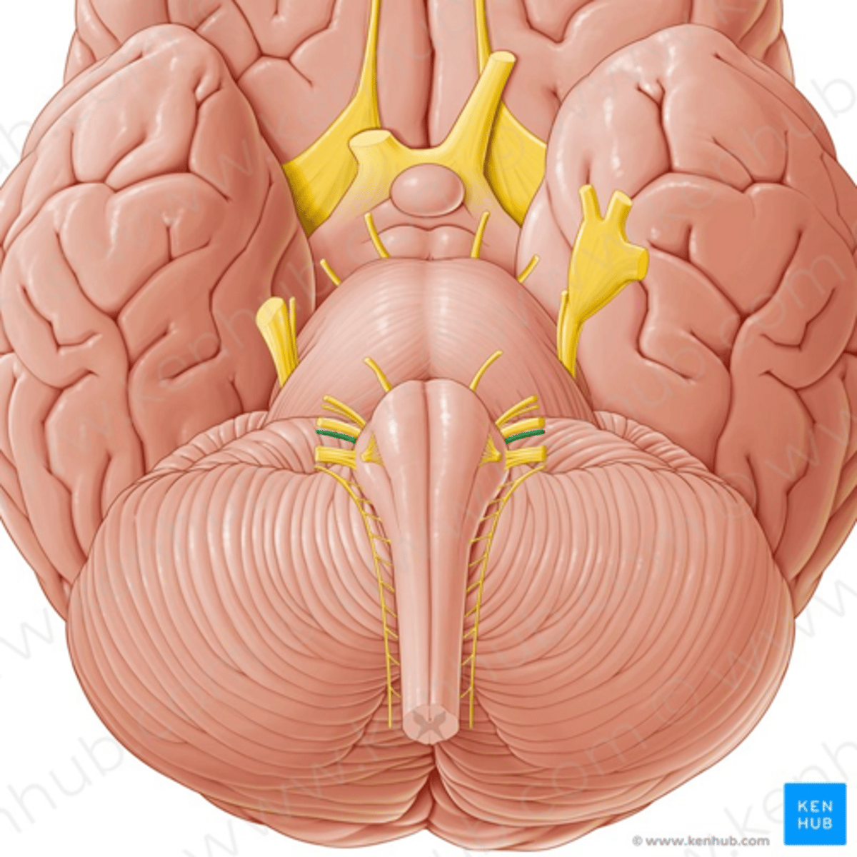 <p>Nervus glossopharyngeus, keele-neelunärv</p>