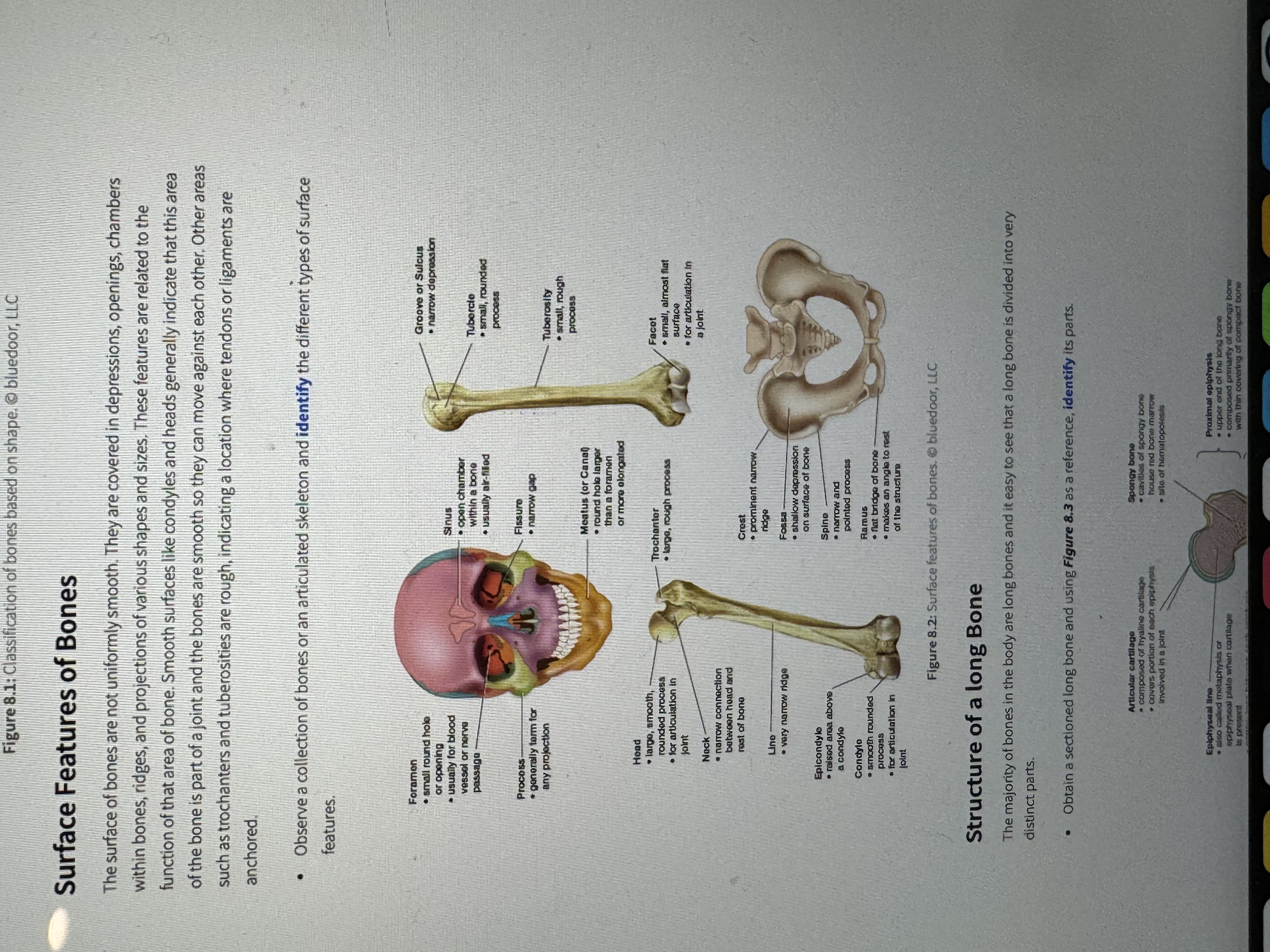 <p>Foramen</p>
