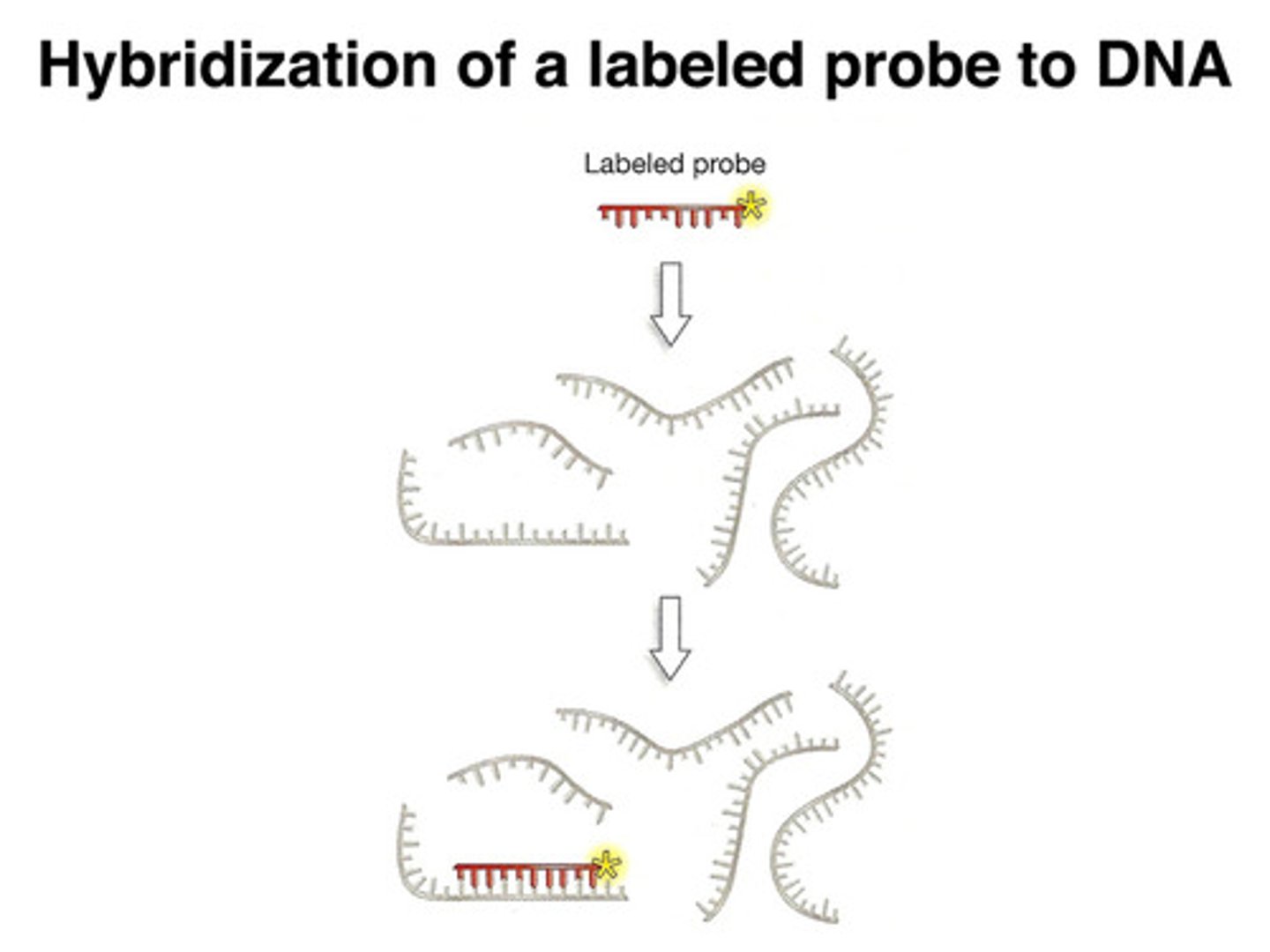 <p>a short piece of ssDNA or RNA labeled with a radioisotope, like 32P</p><p>- the sequence of a probe is complementary to a sequence in the target DNA</p><p>- probes are used in screening to identify which band on a gel contains the target DNA</p>