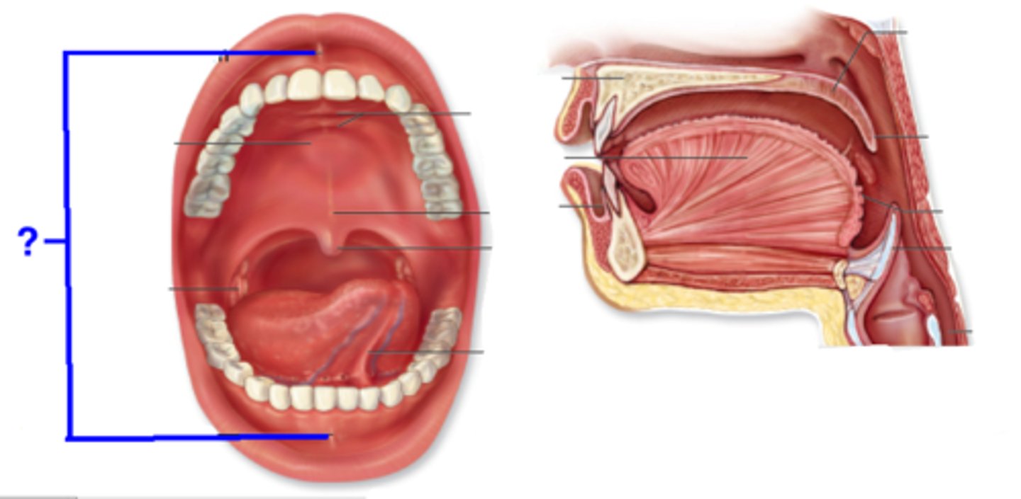 <p>fold that connects lips to gums</p>