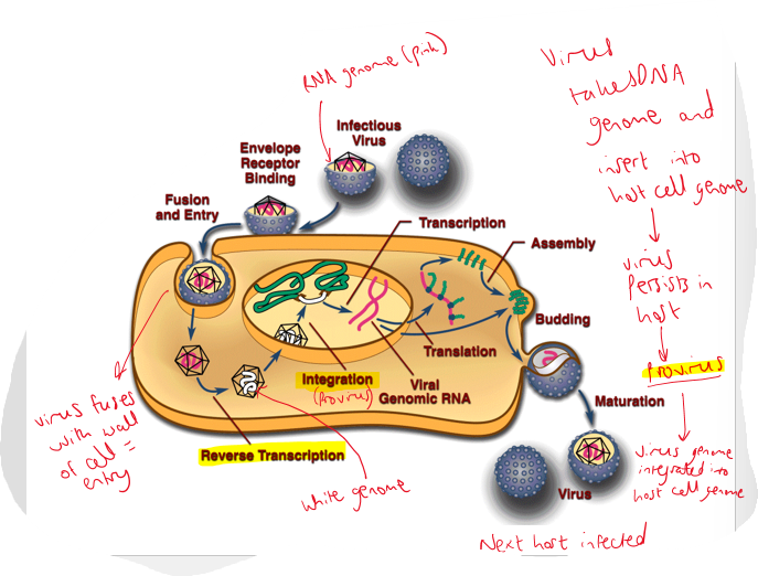 <p>1) Turns RNA genome to DNA genome<br>2) They then integrate their DNA into the chromosome of the host<br>3) The host makes RNA copies of the retrovirus<br>4) The virus then buds off and the cycle repeats</p>
