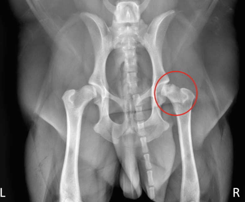 <p>Clincal signs of&nbsp;Legg calve perthes disease</p>