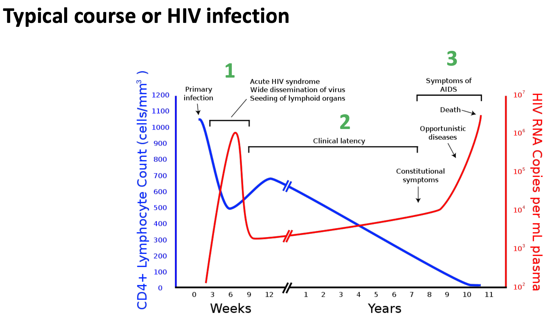 <p>The typical course of an HIV infection involves an acute phase with flu-like symptoms, followed by a clinical latency stage where the virus remains inactive, and eventually progresses to AIDS if untreated, characterized by severe immune system damage. </p>