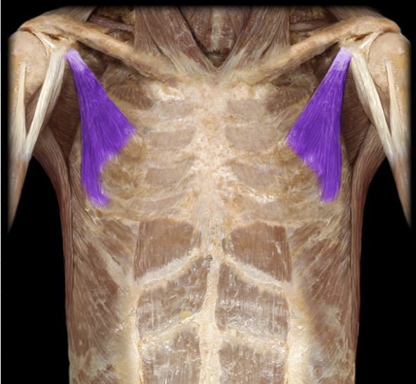 <p>deep to pectoralis major, draws scapula forward &amp; down</p>