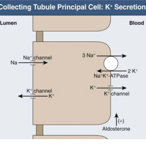<p>-decreased intake</p><p>vomiting and diarrhea--> volume depletion--> increased aldosterone (promotes sodium resorption and potassium secretion)</p>