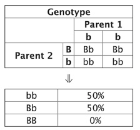 <p><span>A diagram used in genetics to predict the possible genotypes of offspring in a cross between two parents</span></p>