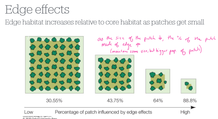 <p>What happens to the edge of the habitat as the habitat size decreases?</p>