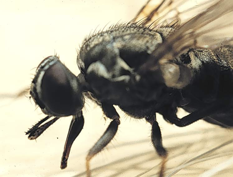 <p>what kind of fly</p>