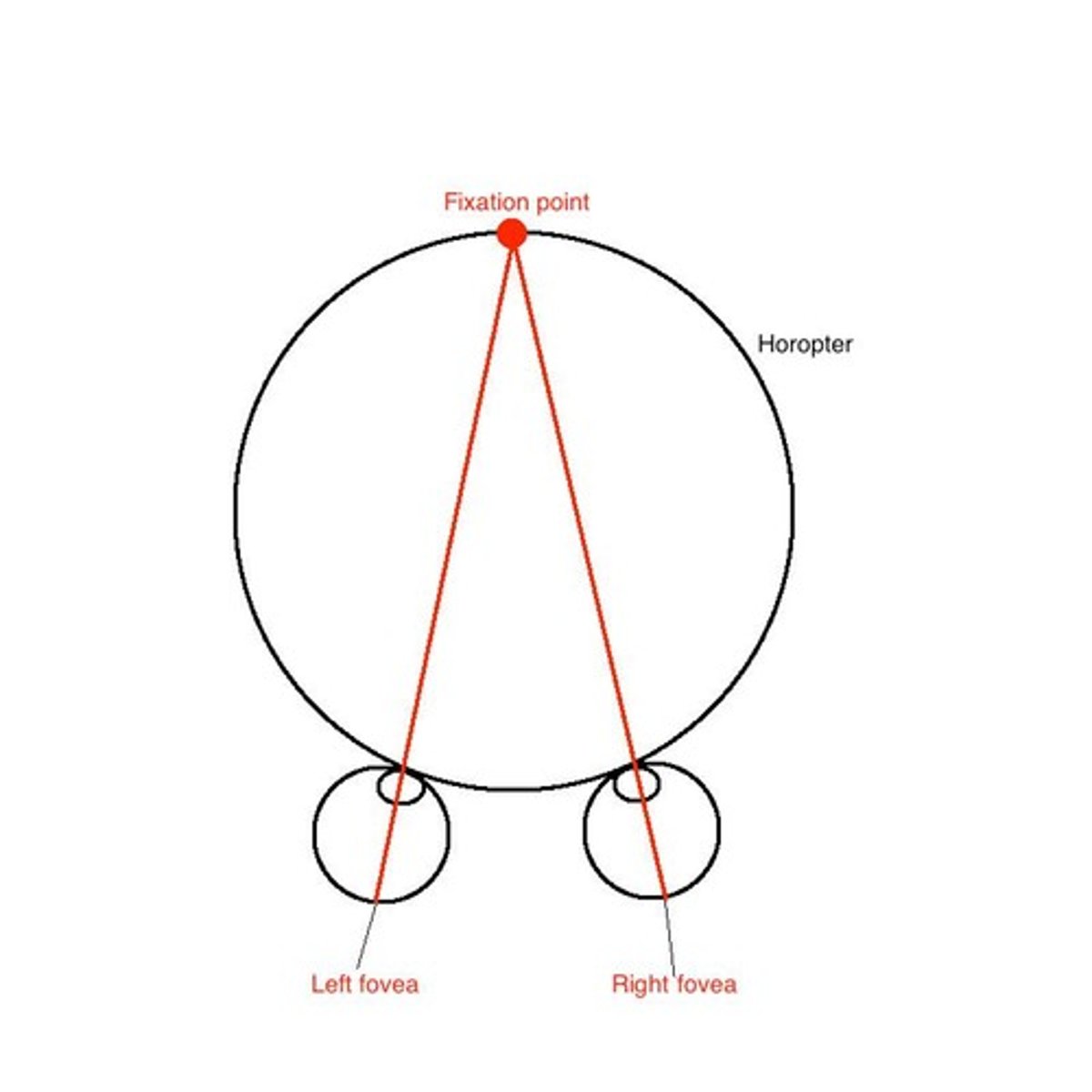 <p>The set of points in the visual scene that project to corresponding points on the two retinas (given a certain fixation).</p>