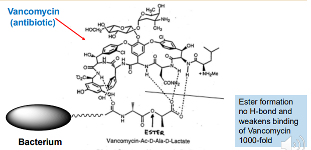 <p>The antibiotic Vancomycin kills gram positive bacteria by clamping down on the D-Ala-D-Ala terminus of its peptidoglycan.</p><ul><li><p>A hydrogen bond from the Vancomycin to the amide of the D-Ala-D-Ala is key to binding</p></li></ul><p>Basically, strains were isolated in which the peptidoglycan had an <strong>ester in the place of the amide which decreased the binding affinity by 1000 fold rendering the antibiotic useless</strong></p>