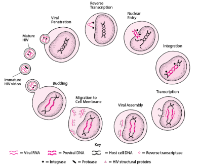 <p>Type of virus that creates a DNA copy of its RNA genome</p>