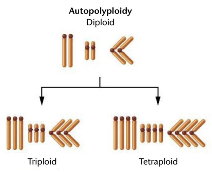 <p>Additional of one or more chromosome sets that are identical to the haploid complement of the same species</p>
