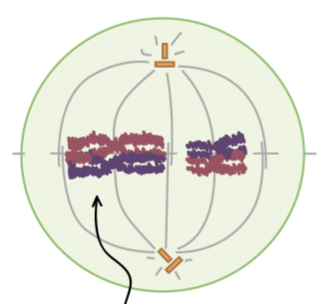 <p>Metaphase I</p>