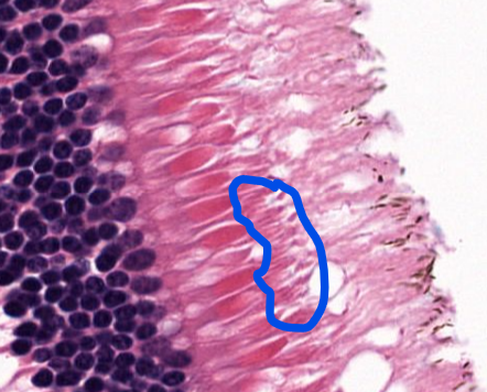 <p>cell type </p>