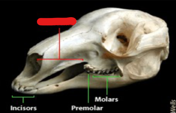 <p>gap between front & back teeth; specialization for herbivory</p>