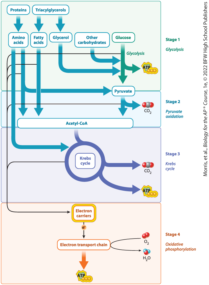 <p>sugars other than glucose, fats such as triacylglycerol, and proteins are all fuel molecules that are broken down and enter the cellular respiration pathway at different places. Some enter glycolysis; others are converted to acetyl-CoA; and still others enter the Krebs cycle</p>