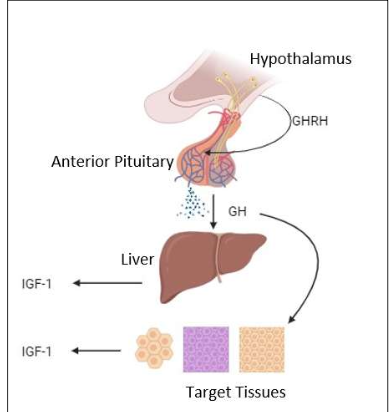 <p>How is GH released and what hormone mediates many of its effects?</p>