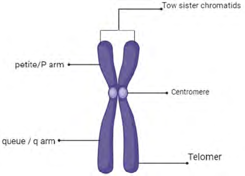 <p>What is the Telomere?</p>